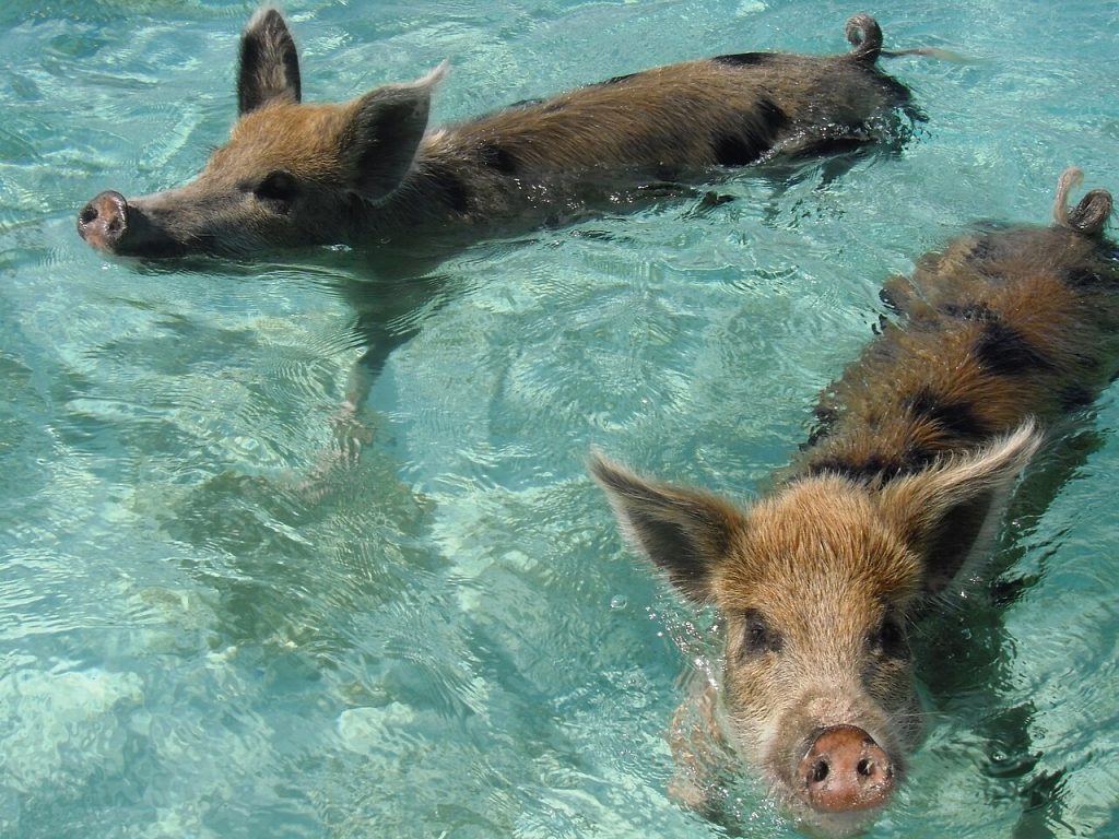 Swimming Pigs Day Trip, Bahamas