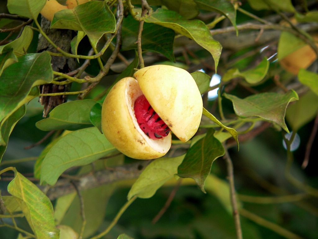 A nutmeg fruit split open on the tree, showing the red mace